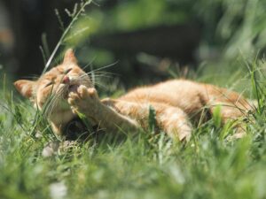 Dog being examined for parasites at veterinary clinic in Nanaimo during spring season with outdoor background