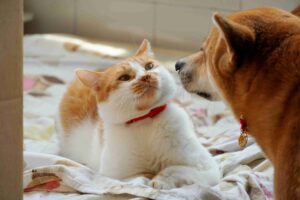 senior pet wellness Penticton