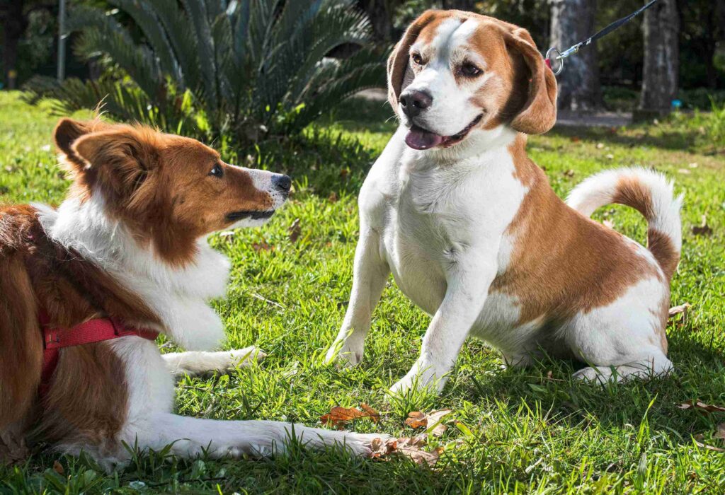 dog trail safety Penticton South Okanagan