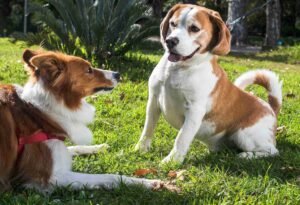 dog trail safety Penticton South Okanagan