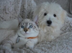 Indoor Cat Safety Tips for Nanaimo Island Homes