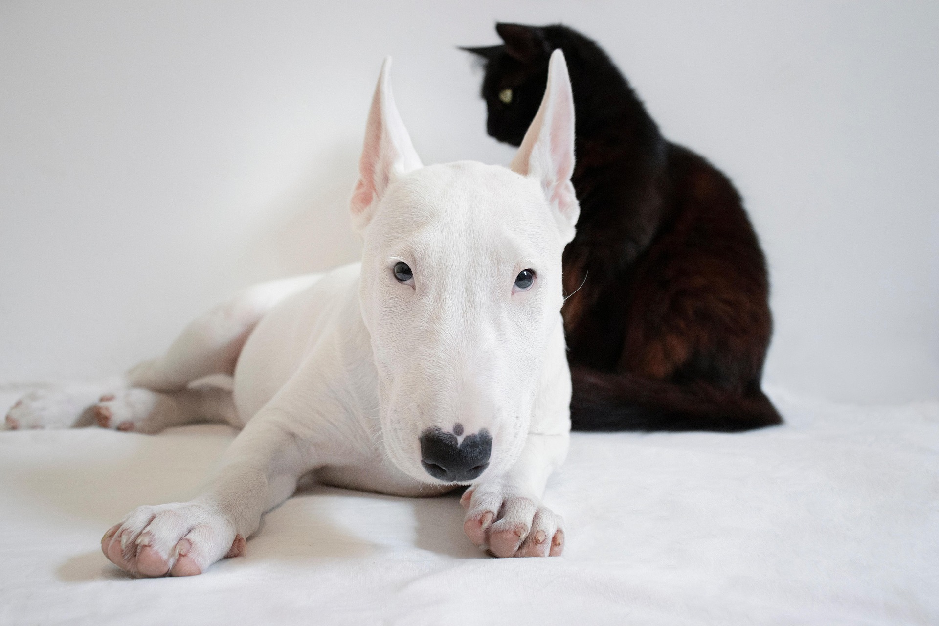 Parasite Prevention for Pets in Nanaimo
