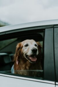 Dog ready to travel from Vancouver Island