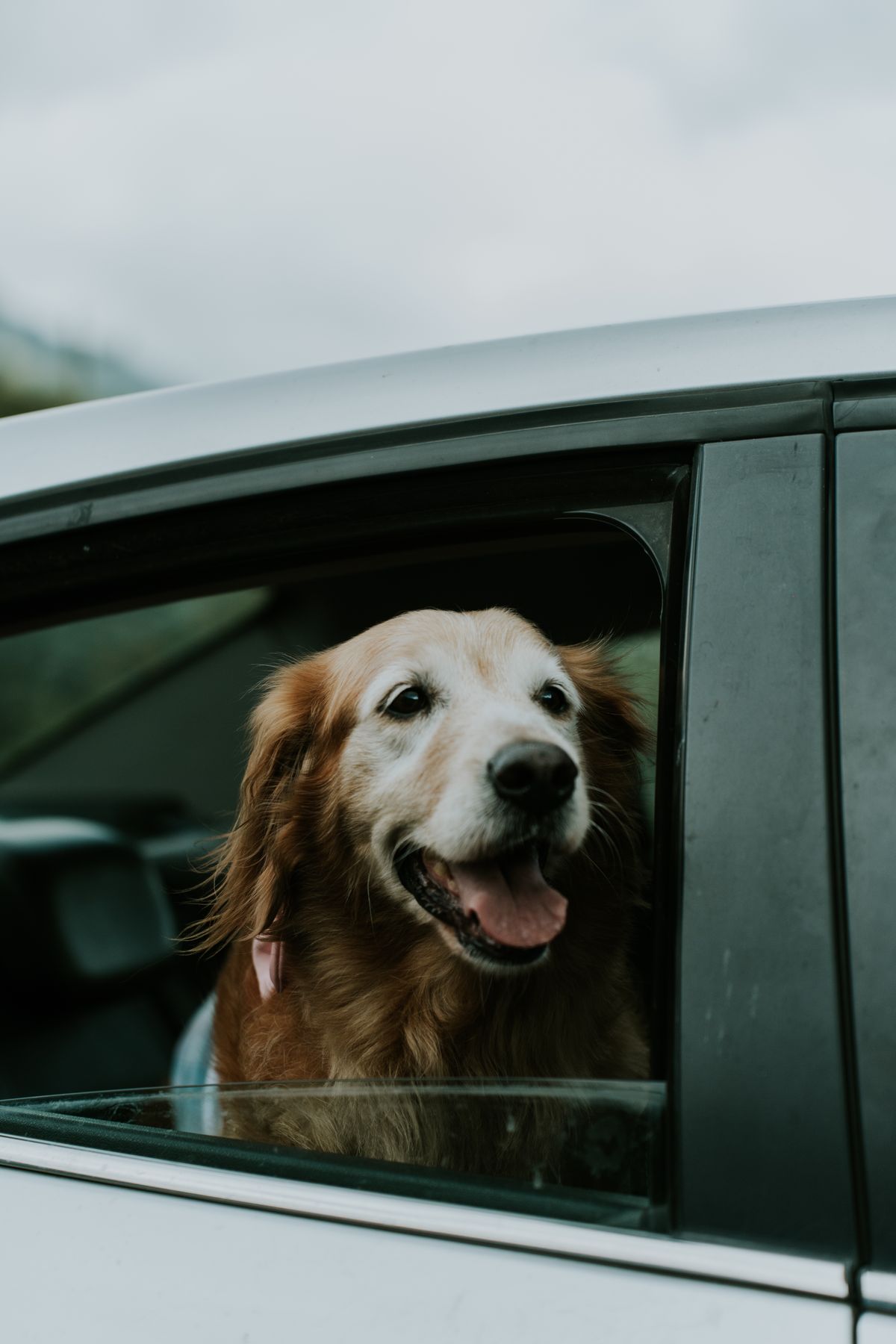 Dog ready to travel from Vancouver Island