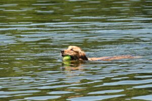Golden retriever swimming in a calm lake near Nanaimo on a summer day