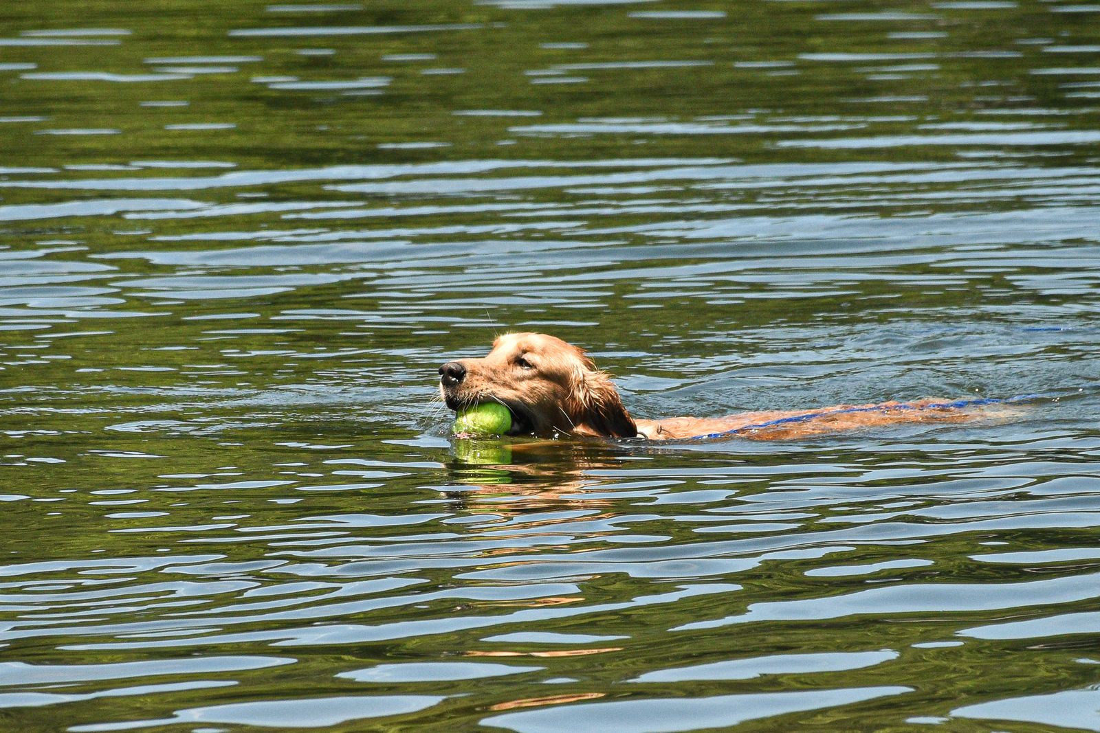 Golden retriever swimming in a calm lake near Nanaimo on a summer day