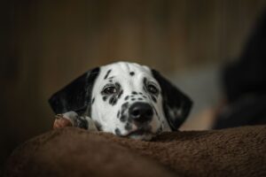 Close-up of a cute Dalmatian puppy lying down indoors, capturing its spotted face and relaxed expression.