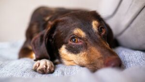 Cozy image of a relaxed dog lying on a couch indoors, showcasing peaceful pet life.